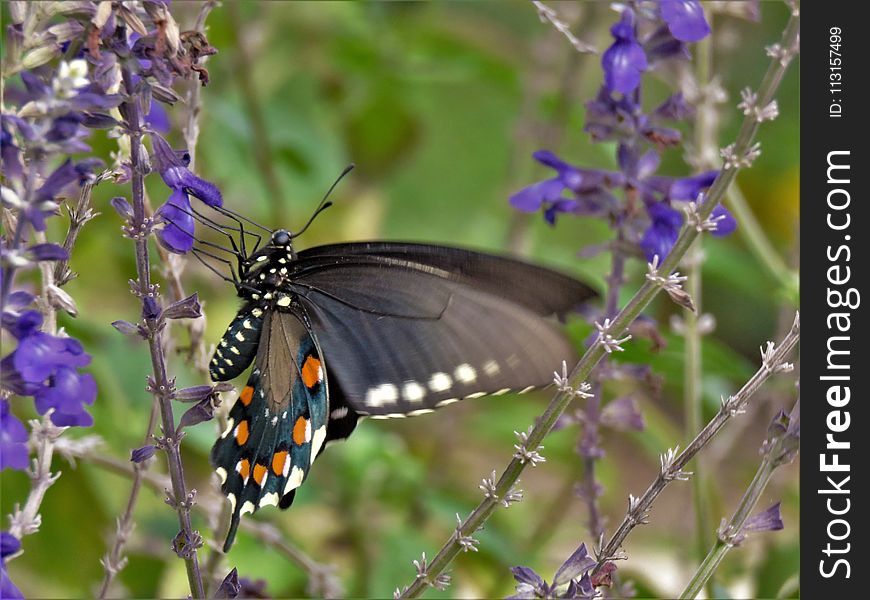 Butterfly, Moths And Butterflies, Insect, Brush Footed Butterfly