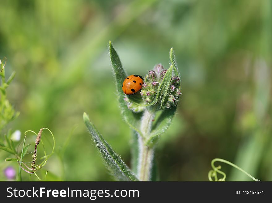 Insect, Beetle, Invertebrate, Macro Photography