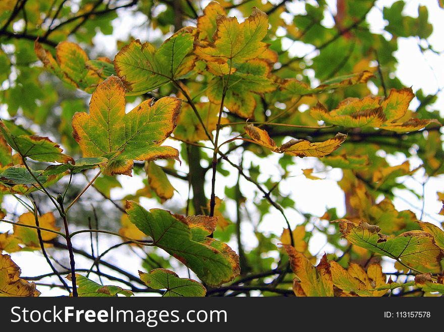 Leaf, Tree, Branch, Deciduous