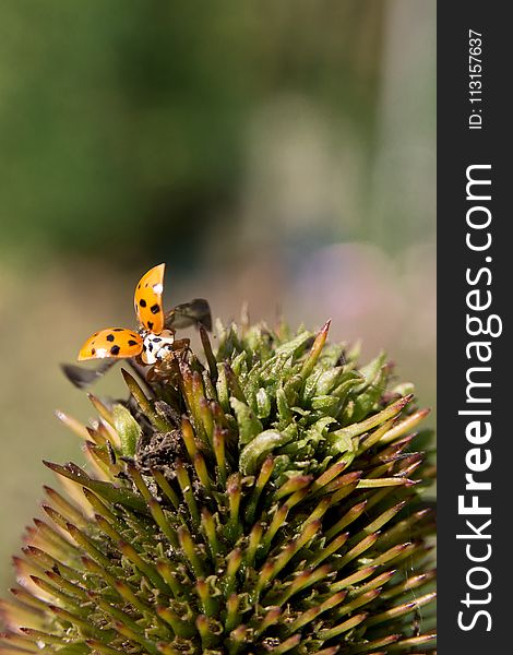 Insect, Nectar, Invertebrate, Pollinator