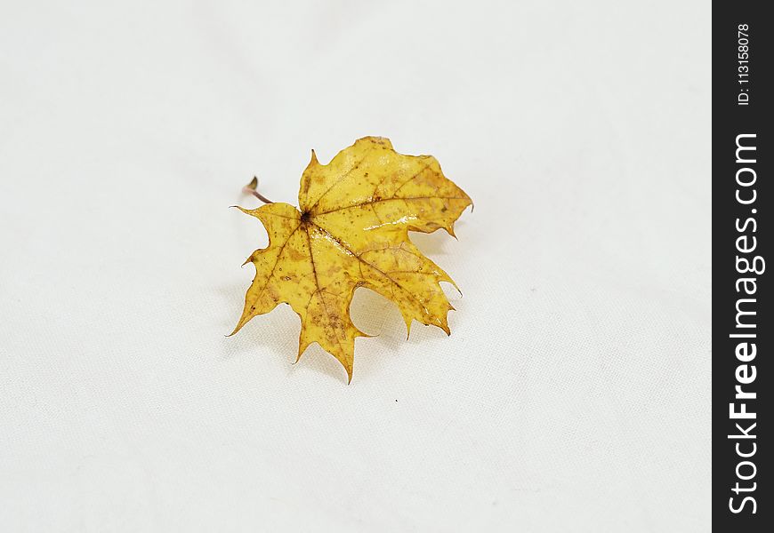 Leaf, Maple Leaf