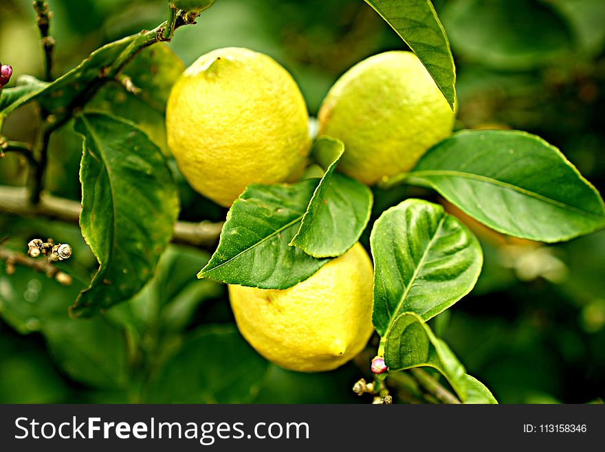 Citrus, Fruit, Lemon, Produce