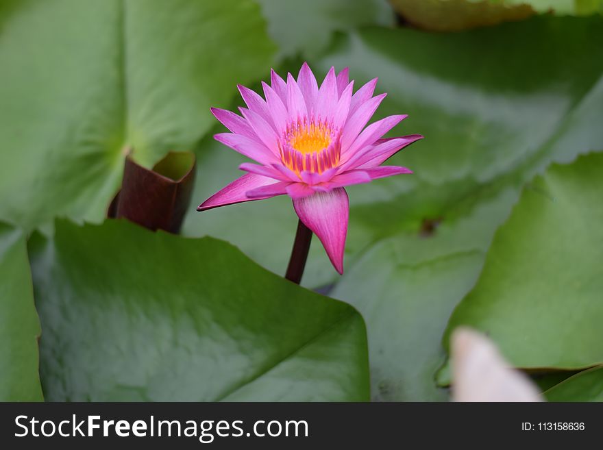 Flower, Plant, Sacred Lotus, Flora