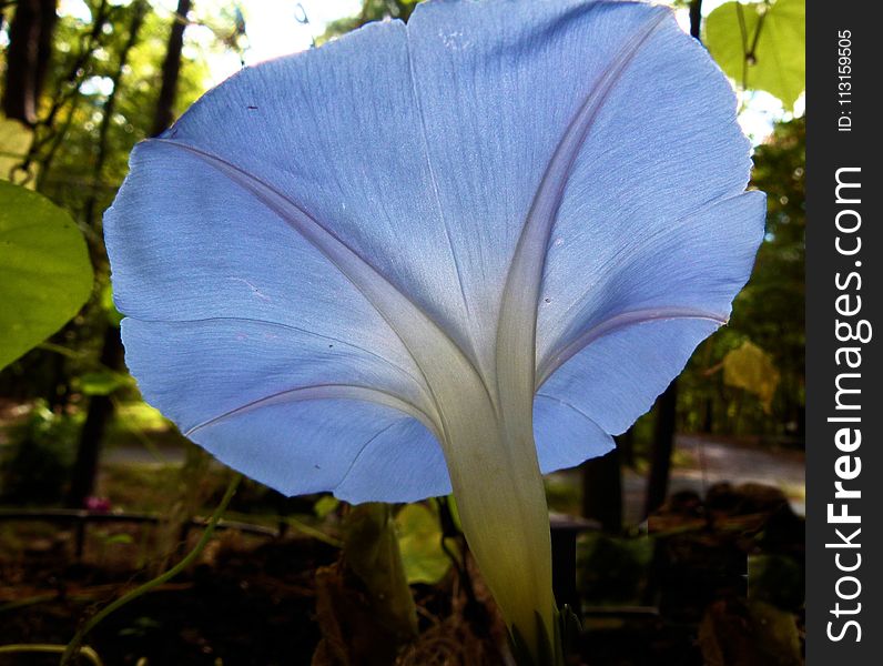 Plant, Flora, Flower, Leaf