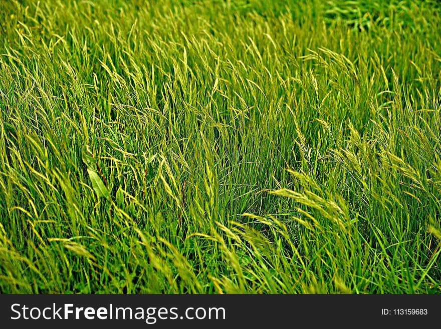 Grass, Grassland, Vegetation, Field