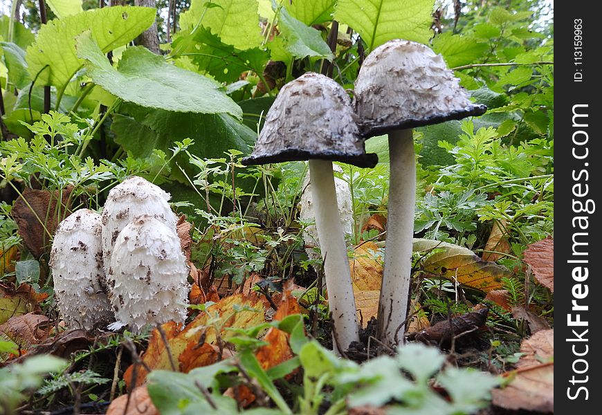 Fungus, Mushroom, Penny Bun, Edible Mushroom