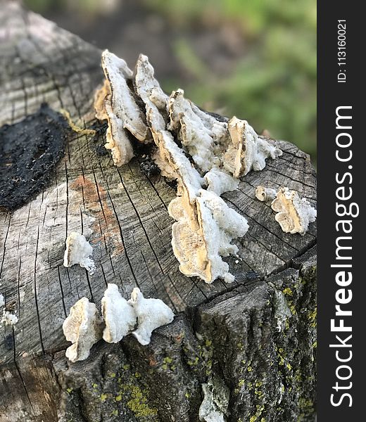 Fungus, Wood, Tree