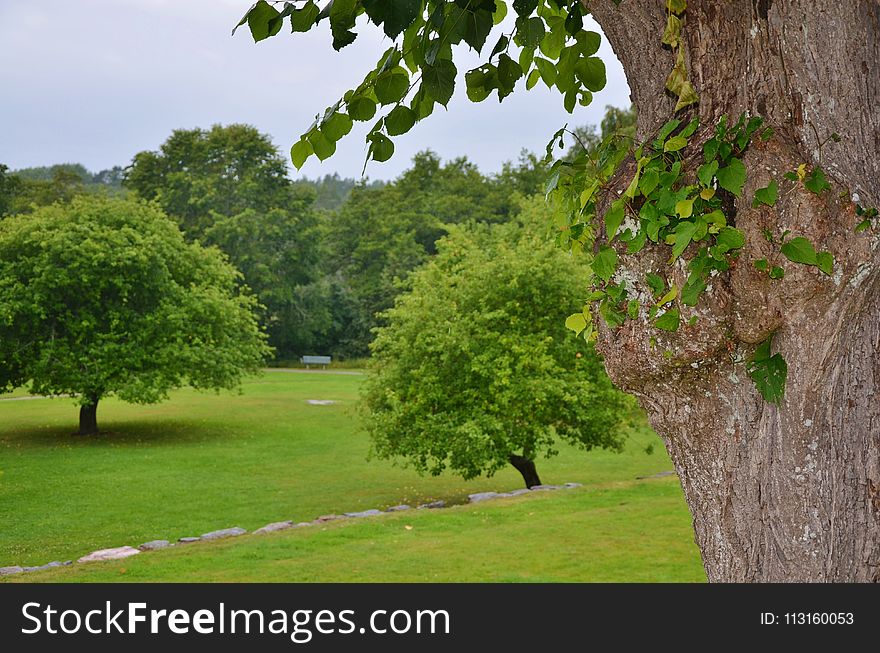 Tree, Vegetation, Nature Reserve, Grass