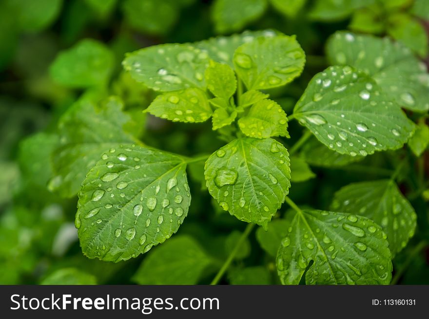 Leaf, Plant, Water, Drop