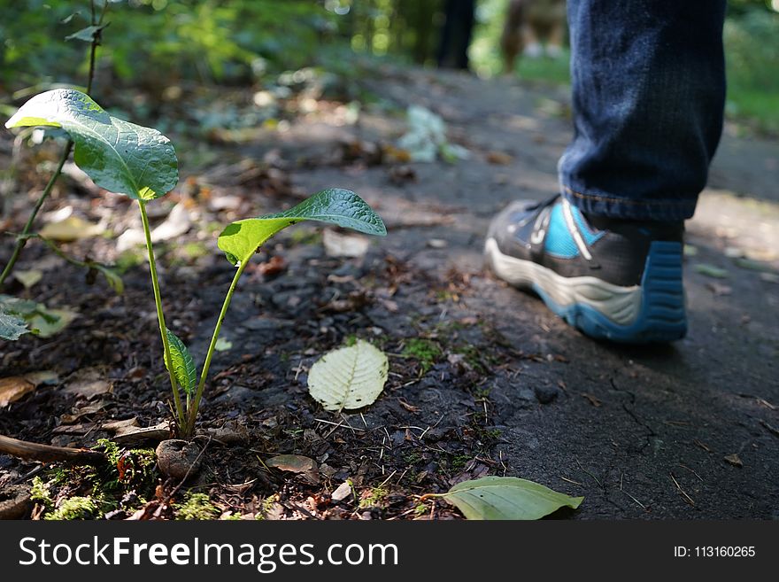 Leaf, Plant, Grass, Tree