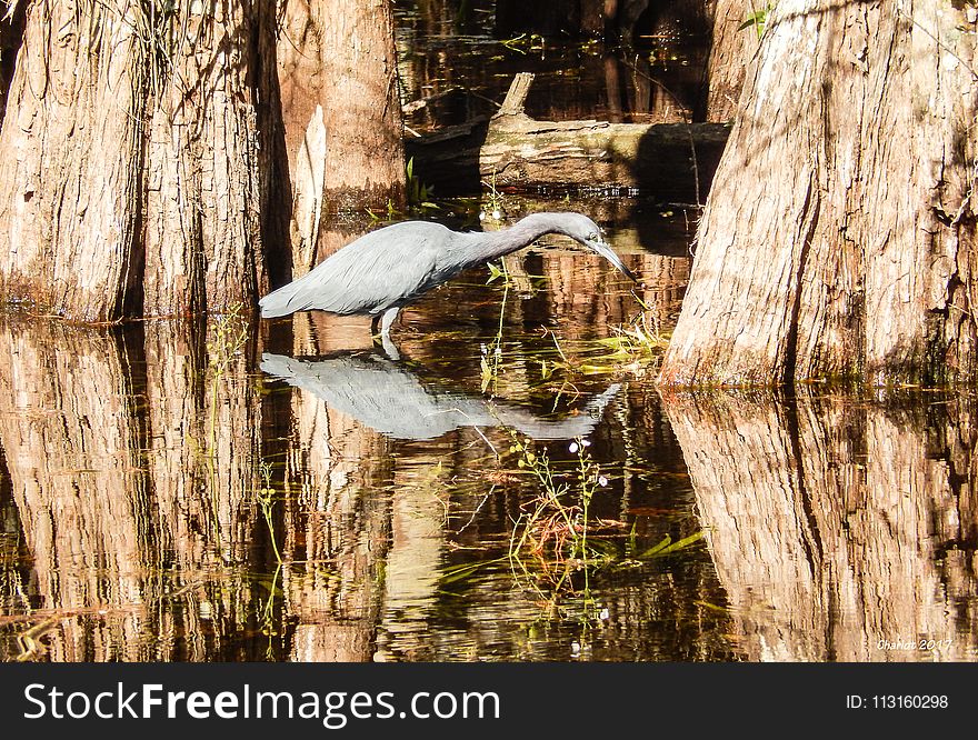 Water, Reflection, Tree, Woody Plant