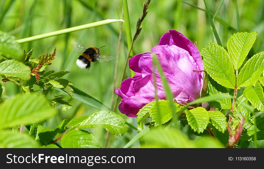 Insect, Flower, Nectar, Bee