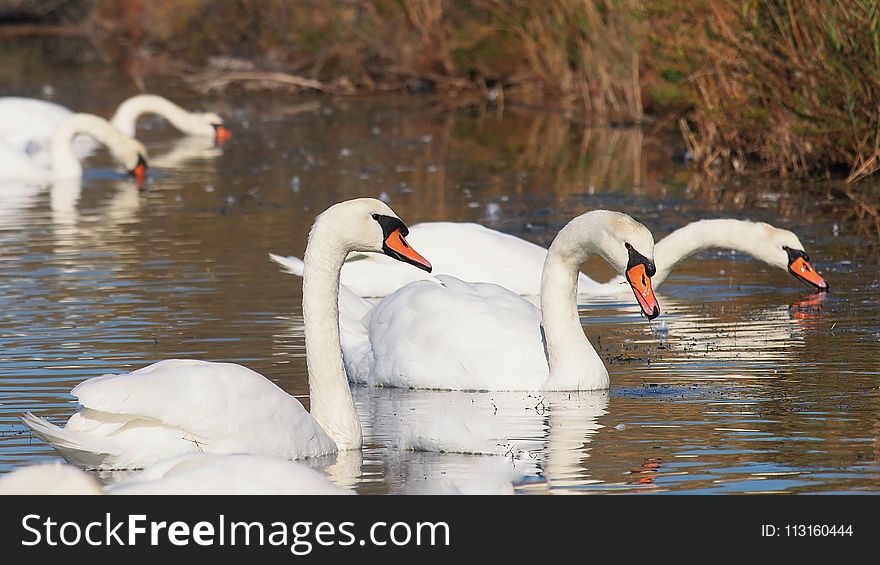Bird, Swan, Water Bird, Waterway