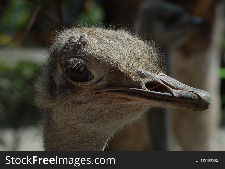 Ostrich, Beak, Fauna, Ratite