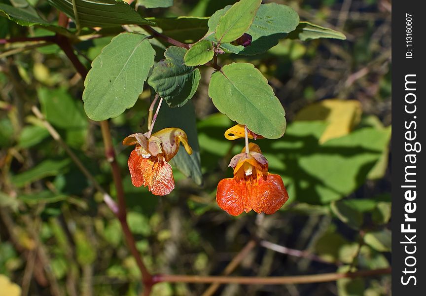 Flora, Plant, Flower, Flowering Plant