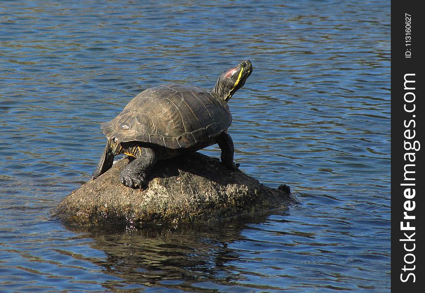 Turtle, Tortoise, Sea Turtle, Water