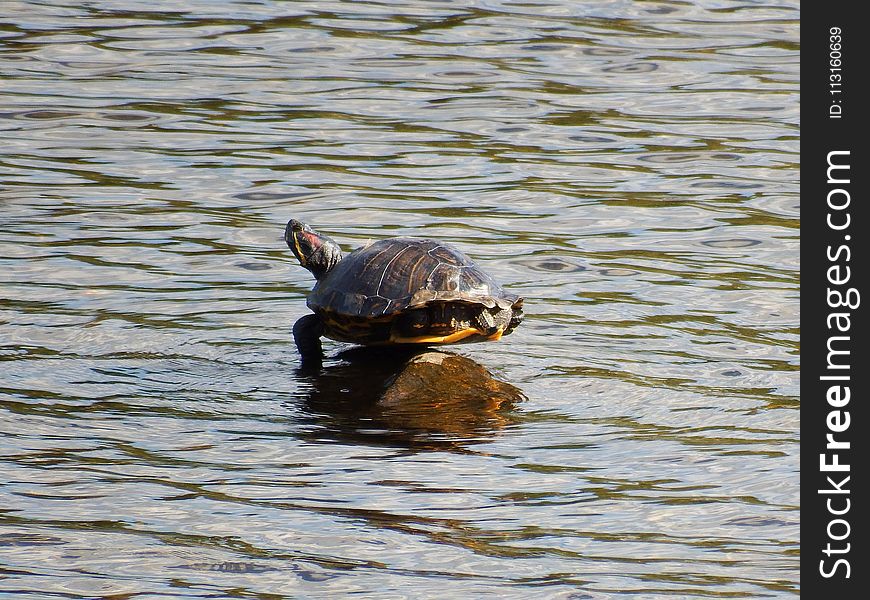 Turtle, Water, Tortoise, Fauna