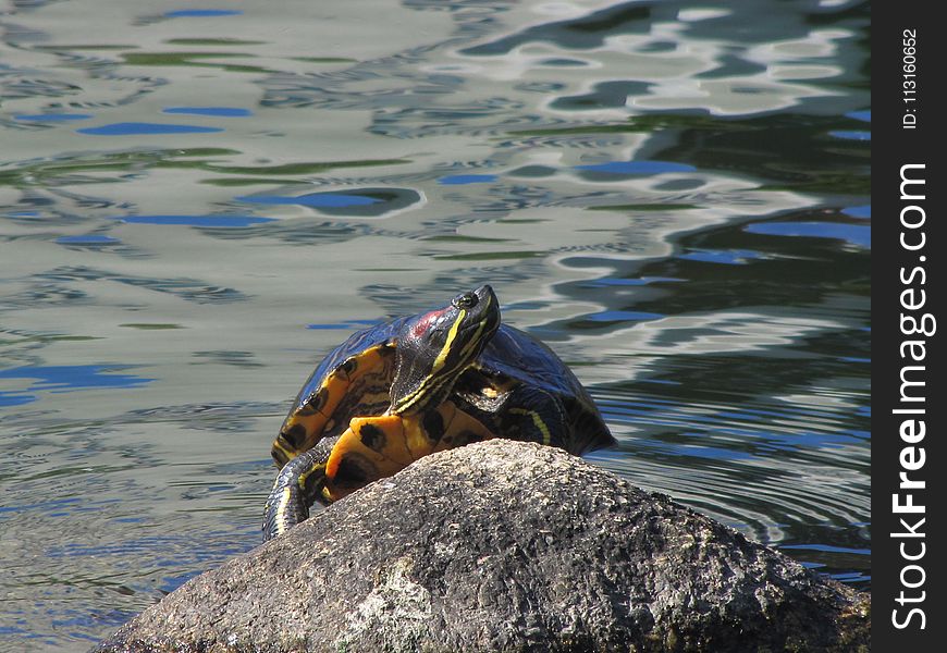 Turtle, Water, Tortoise, Sea Turtle