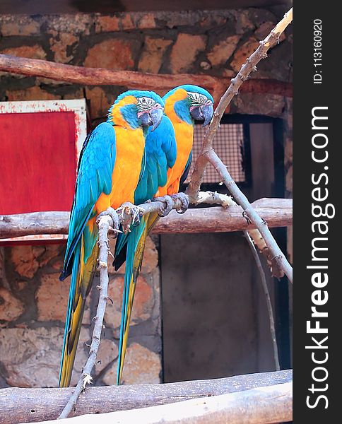 Macaw, Parrot, Bird, Fauna