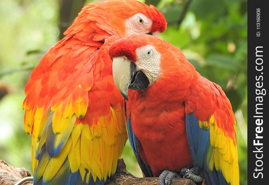 Macaw, Bird, Parrot, Beak