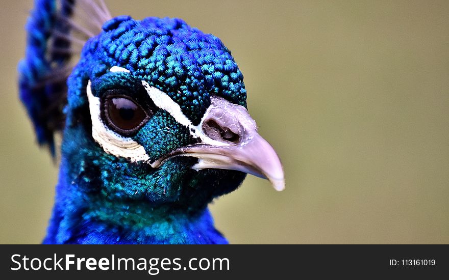 Beak, Cobalt Blue, Close Up, Fauna