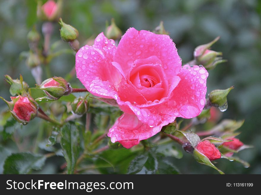 Flower, Rose Family, Floribunda, Flowering Plant