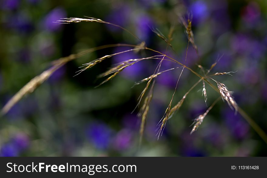 Flora, Purple, Plant, Close Up