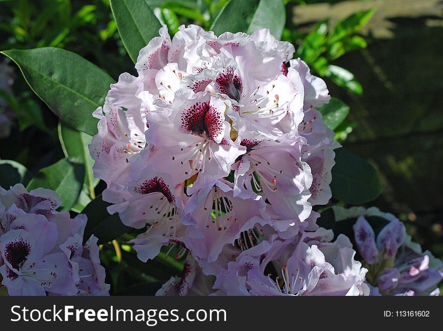 Flower, Plant, Woody Plant, Flowering Plant