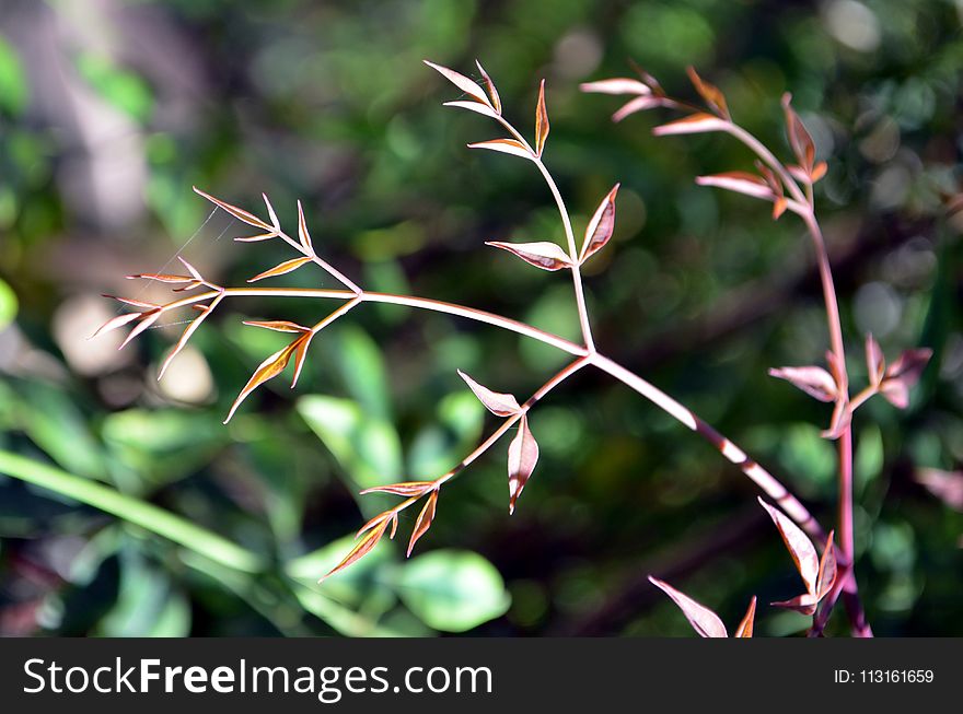 Plant, Flora, Vegetation, Leaf