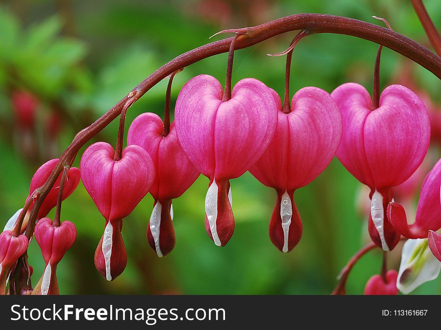 Pink, Flora, Flower, Close Up