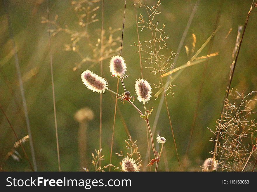 Vegetation, Flora, Plant, Flower