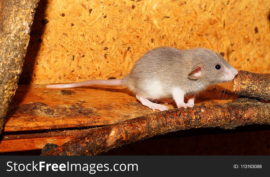 Mouse, Fauna, Muridae, Rat