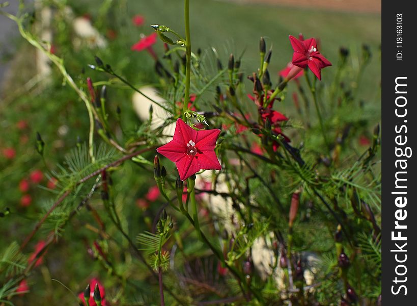 Flower, Plant, Flora, Flowering Plant