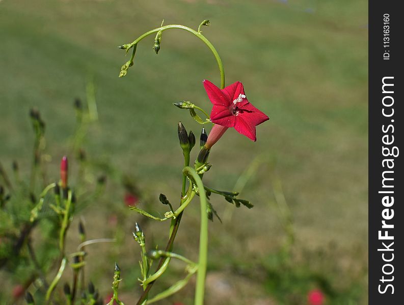 Flower, Plant, Flora, Flowering Plant