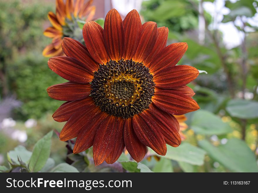 Flower, Sunflower, Flora, Close Up