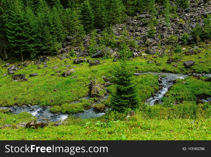 Vegetation, Nature, Ecosystem, Nature Reserve