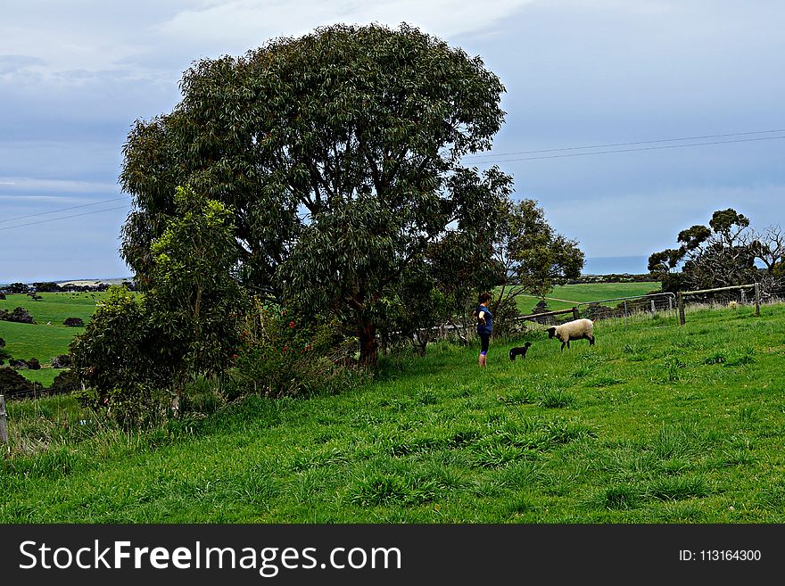 Tree, Pasture, Grassland, Field