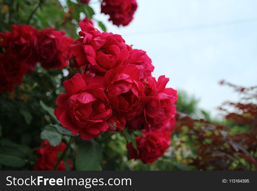 Rose, Flower, Rose Family, Garden Roses