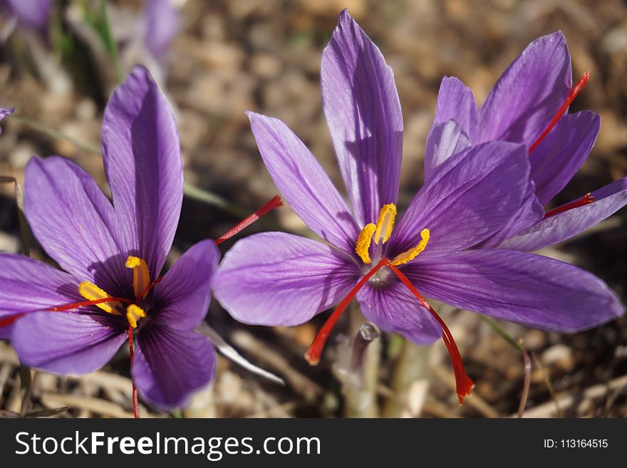 Flower, Flora, Crocus, Purple