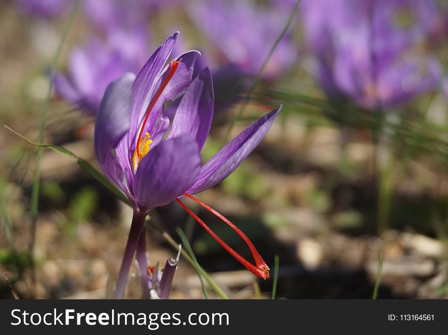 Flower, Flora, Plant, Purple