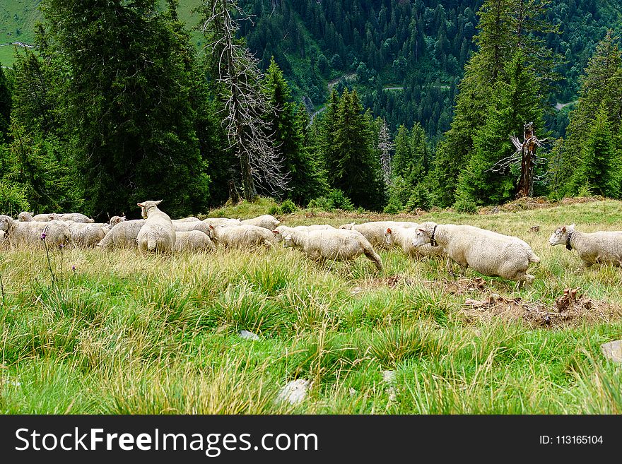 Herd, Pasture, Grassland, Grazing