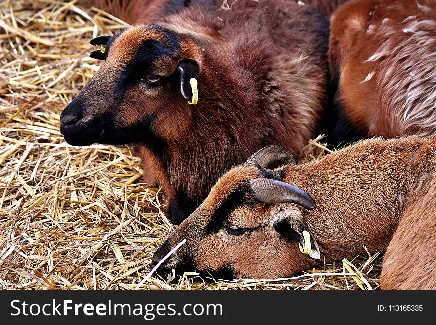 Goats, Horn, Goat, Fauna