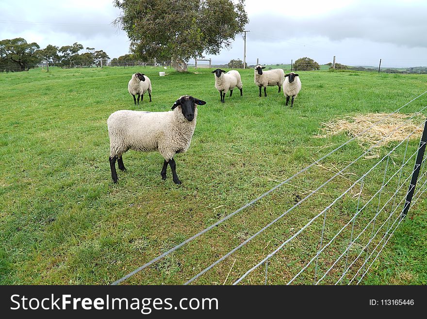 Pasture, Sheep, Grazing, Grassland