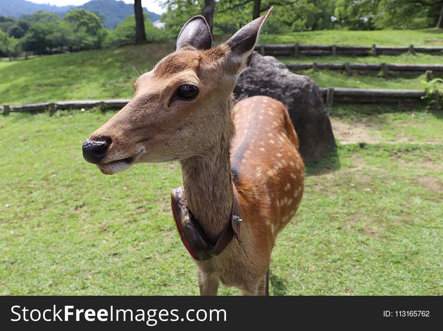Deer, Wildlife, Fauna, Terrestrial Animal