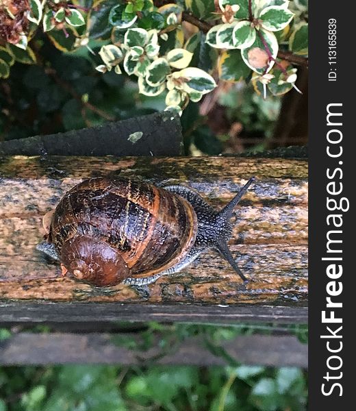 Snail, Snails And Slugs, Invertebrate, Terrestrial Animal