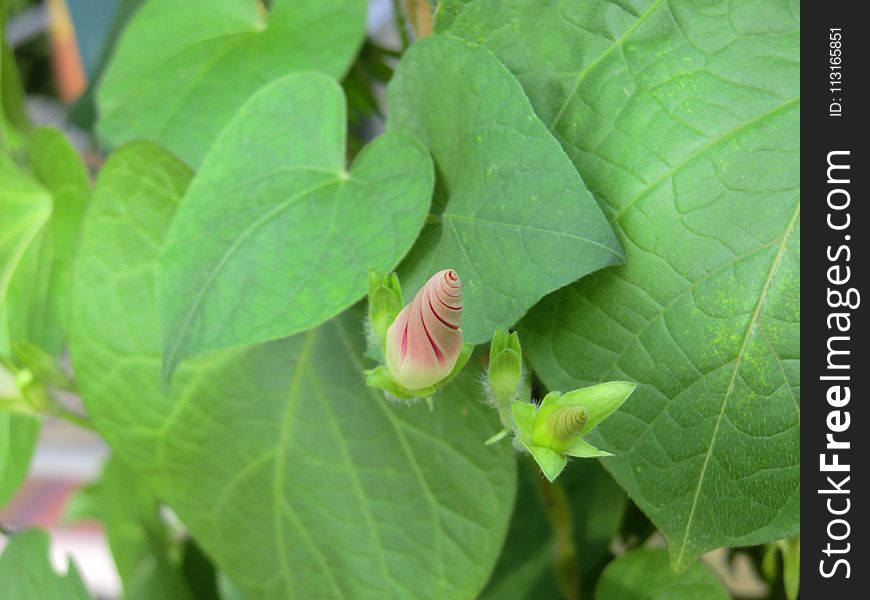 Plant, Leaf, Flora, Flower