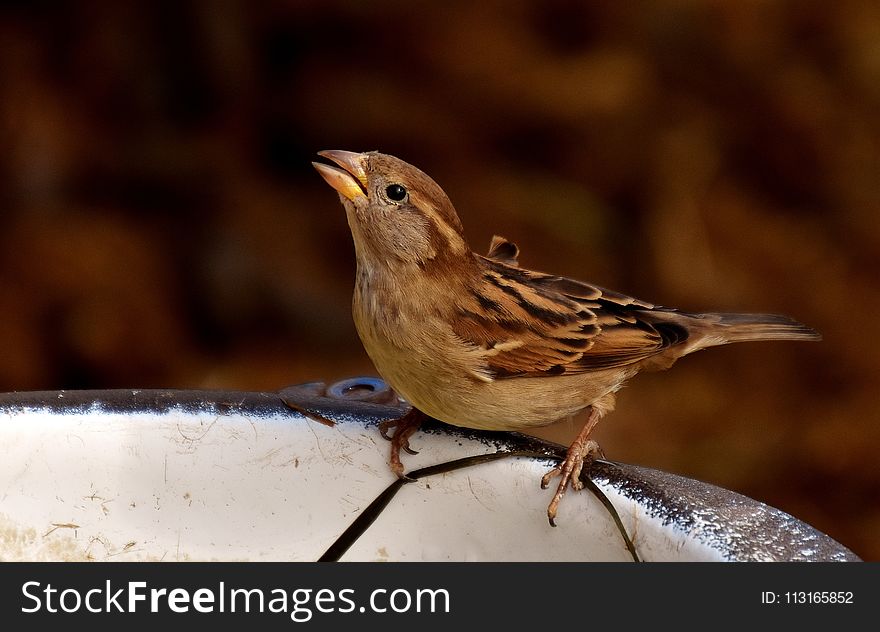 Bird, Sparrow, House Sparrow, Beak