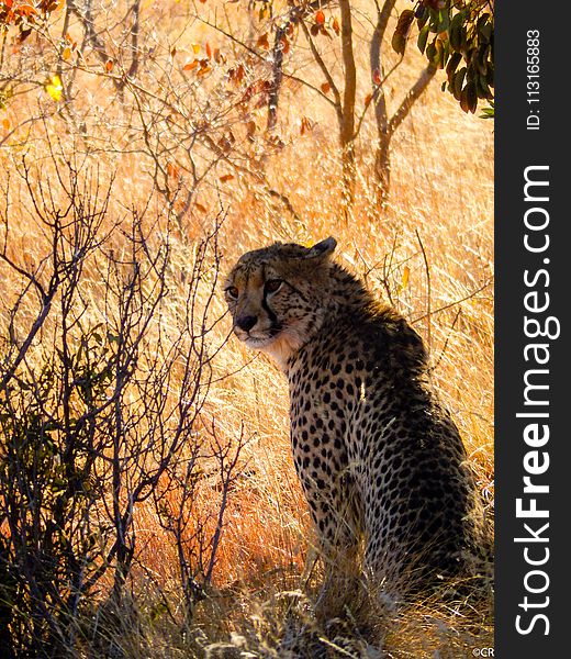 Cheetah, Wildlife, Mammal, Fauna