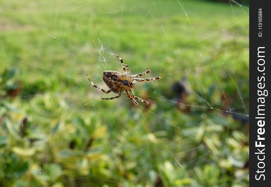 Spider, Arachnid, Fauna, Invertebrate