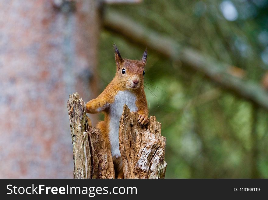 Squirrel, Wildlife, Fauna, Mammal
